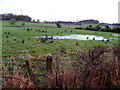 Sodden ground, Cassidy