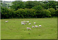 Pasture south-east of Bradnop, Staffordshire