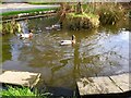 Duckpond, Llysworney