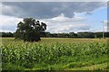 Fodder maize, Amisfield