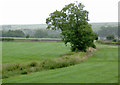 Pasture south-east of Leek, Staffordshire