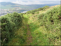 NT4936 : Path through gorse on the flank of Blaikie's Hill by Peter Wood
