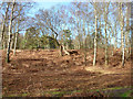 Heathland near Old Thorns