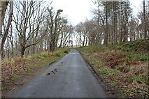NS2310 : Road to Visitor Centre, Culzean by Billy McCrorie