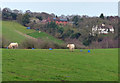 Cows near Hollies Farm