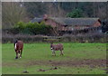 Horse and donkey next to Sandy Lane