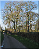 TL3337 : Therfield: winter trees on Mill Lane by John Sutton