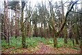 Woods near Harlow Hill