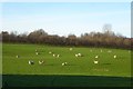 Sheep next to Thorpe Nurseries