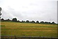 Grassland, Nene Valley