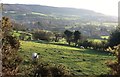 Sheep by the Cleveland Way