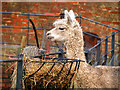 SD8304 : White Alpaca, Heaton Park Animal Centre by David Dixon