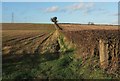 SE3853 : Field boundary near Little Ribston by Derek Harper