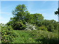 Path by the River Roding