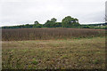 SP3919 : Field of peas near Kingswood Bottom by Bill Boaden