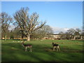 TQ1670 : Deer at Bushy Park by Peter S