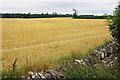 Harvested field near Stonesfield