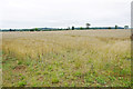 A field yet to be harvested near Stonesfield