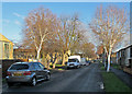 Lichfield Road: winter trees