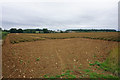 A field of cherry tomatoes