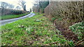 Colony of snowdrops on Bredwardine Hill