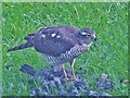 Sparrowhawk