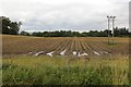 Potato crop, Bankfoot