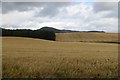 Barley near Bankfoot