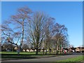 Green space, Gawsworth Drive