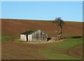 Whip Ridding farmland with shed and tree