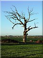 Dead tree south of Eakring Field farm