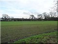 Emerging crop, south-west of Brickyard Farm