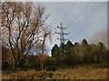 Pylon and woodland near Briggate Bridge