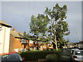 Eucalyptus tree in Grosvenor Road