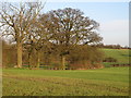 Arable field boundary near Rosedale, Hawkspur Green, Little Bardfield