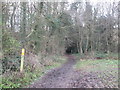 Bridleway entering Carlton Wood