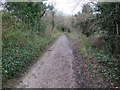 Bridleway up Juniper Bottom