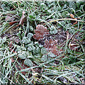 Frosted verge beside High Ash Road