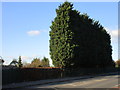 Cupressus leylandii