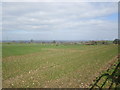 View towards Newton Lane Farm