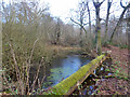 Pond in Gravelpit Wood