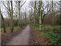 Path on Ashtead Common