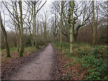 TQ1859 : Path on Ashtead Common by Hugh Venables