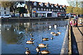 Ducks and geese on Three Kings Pond