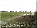 Sheep grazing at East Lane End