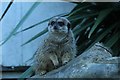 SH8378 : A Meerkat at the Welsh Mountain Zoo by Richard Hoare