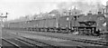 Up transfer freight leaving Ferme Park Up Yard, 1959