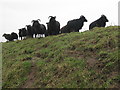 NY0565 : The black sheep of Caerlaverock by M J Richardson