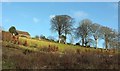 Trees by Looe Mills Farm