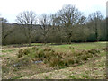 Damp area at edge of Epping Forest